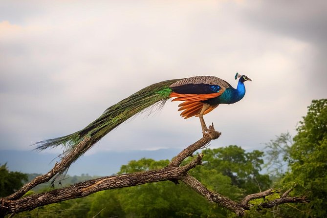Udawalawe National Park Private Safari  - Hambantota - Directions and Meeting Points
