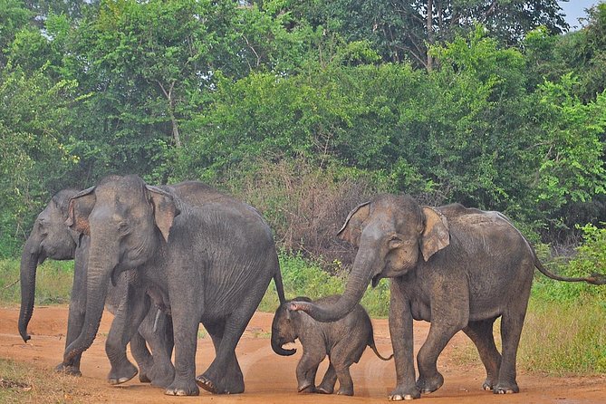 Udawalawe National Park Private Safari With Elephant Transit Home - Additional Tips and Recommendations