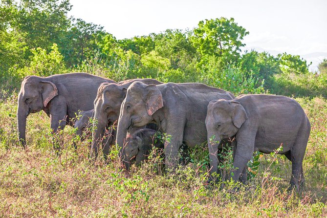 Udawalawe National Park Private Safari With Naturalist - Enhancing Your Safari Experience