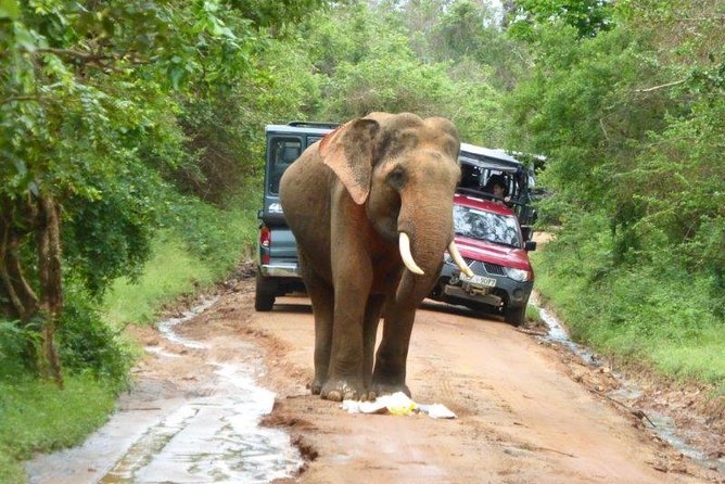 Udawalawe Safari Day Tour From Bentota and Its Surrounding Areas - Last Words