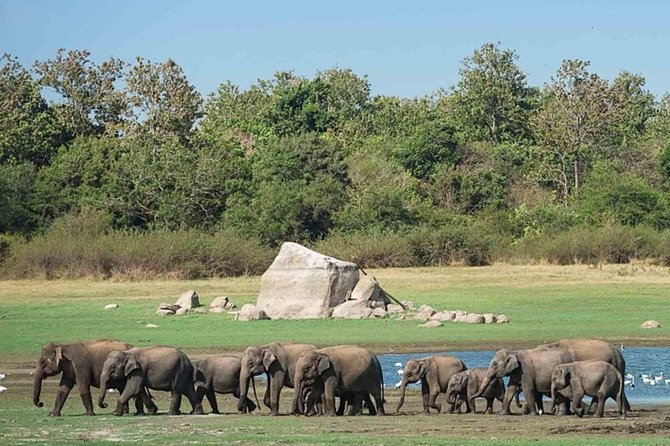 Udawalawe Safari Private Day Tour Kaluthara/Beruwala/Bentota/Kosgoda/Ahungalla - Contact Information