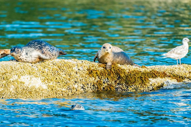 Vancouver City and Seals Scenic Boat Tour by Vancouver Water Adventures - Common questions