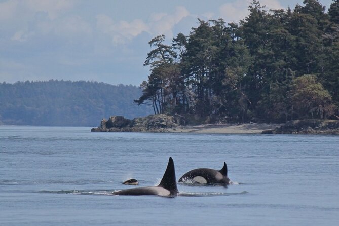 Vancouver Whale Watching Adventure With City Tour - City Tour Details