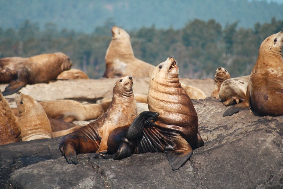 Victoria: 3-Hour Whale Watching Tour - Last Words