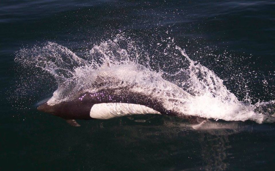 Victoria: Marine Wildlife & Whale Watch Tour - Location Information