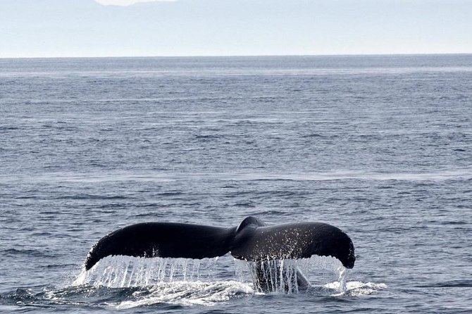 Victoria Shore Excursion: Whale-Watching Cruise With Expert Naturalist Guides - Viator Information