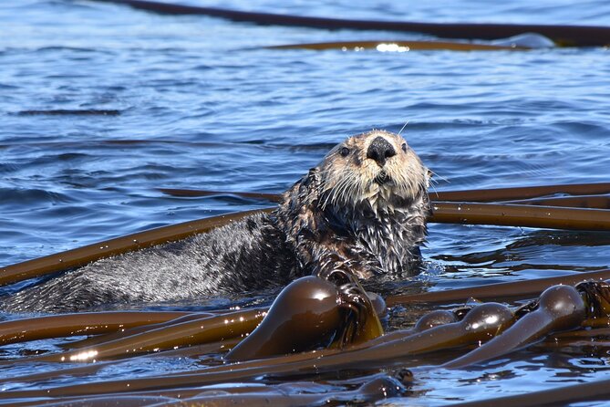 Victoria Whale Watch Tour - Notable Experiences