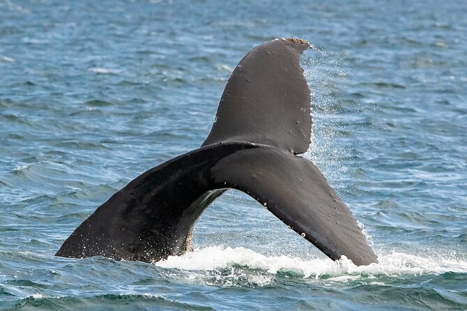 Victoria Whale Watching Tour on a Covered Vessel - Common questions