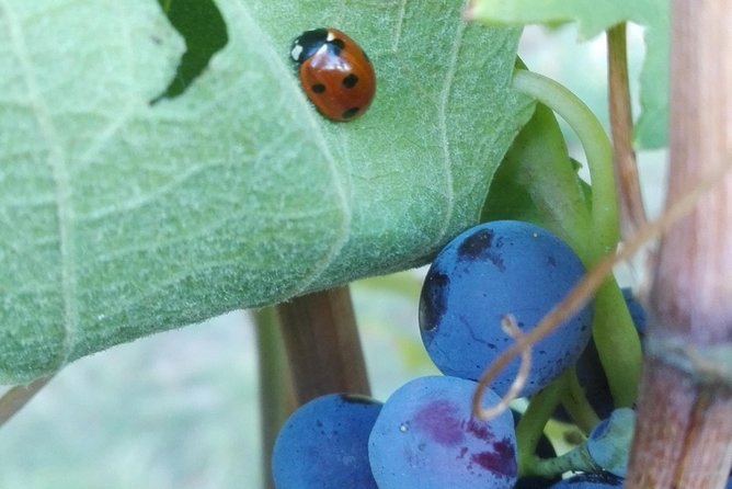 Visit Among Vineyards and Wine Cellar With Wine Tasting in Nizza Monferrato - Directions to Meeting Point