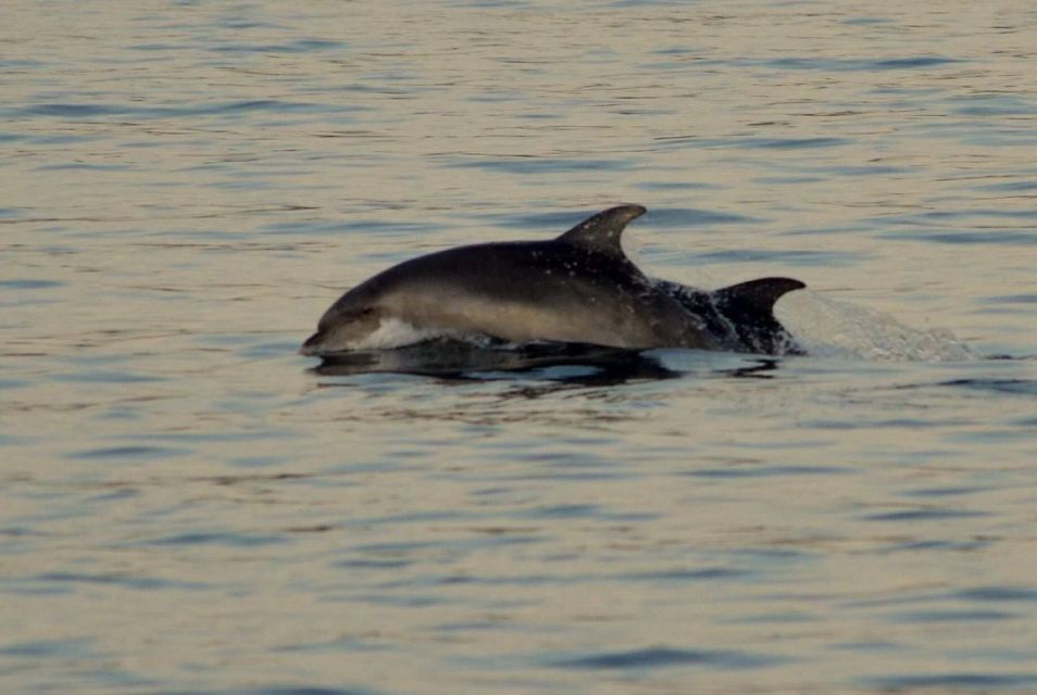 Vrsar: Dolphin Watching Boat Tour Including Drinks - Common questions