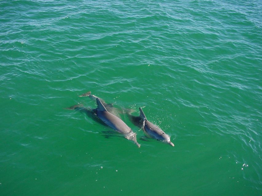 Vrsar: Dolphin Watching Boat Tour Including Drinks - Location & Cruise Details