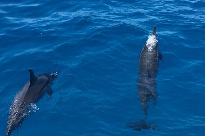 Waikiki Catamaran Sunrise Boat Tour  - Oahu - Common questions