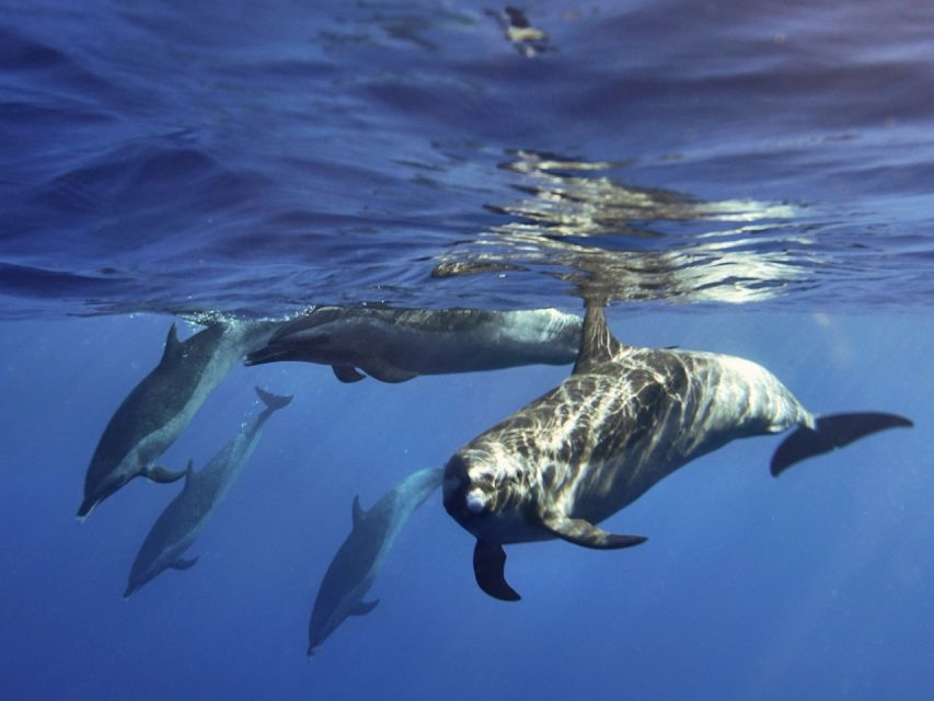Waikiki: Monk Seal Bay Dolphin and Turtle Jet Snorkel Tour - Booking Information