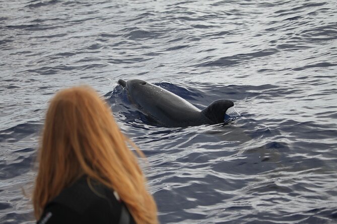 Whale and Dolphin Watching Tour - Funchal - Directions to Meeting Point