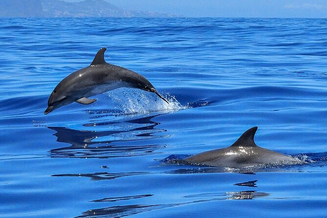 Whale & Dolphin Watching Boat Trip in Tenerife On a Sailing Boat (3 Hr) - Last Words