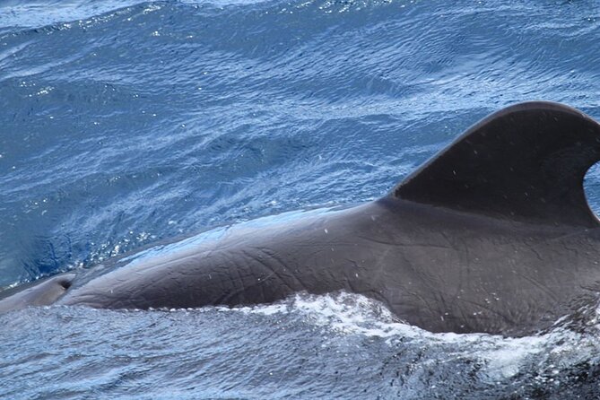 Whale & Dolphin Watching in Tenerife (Puerto Colon) On a Large Catamaran - Directions