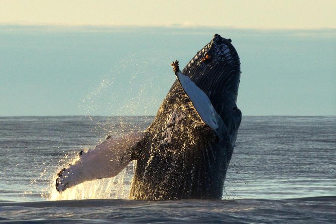 Whale Safari and Puffins RIB Boat Tour From Húsavík - Common questions