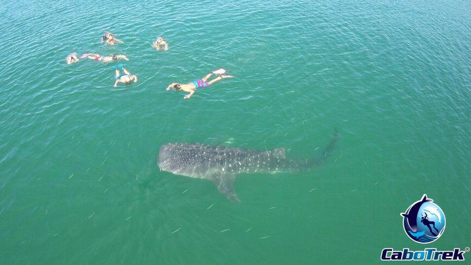 Whale Shark Experience - Background