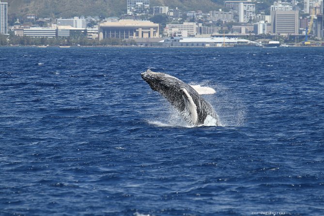 Whale Watch Cruise Aboard the Majestic by Atlantis Cruises - Common questions