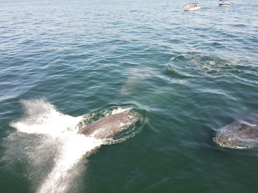 Whale Watching Adventures: Get Up Close and Personal - Booking and Reservation Details