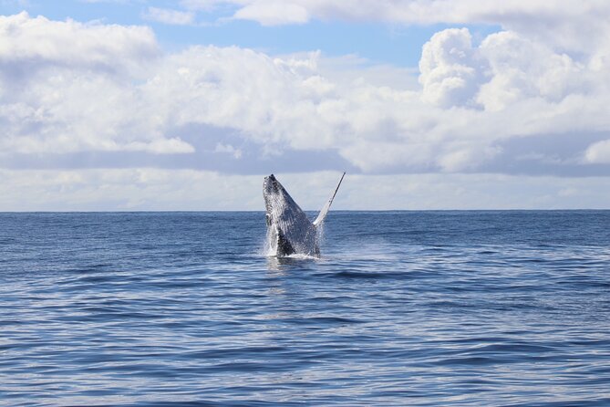 Whale Watching Australia Experience (3hours) - Common questions