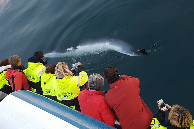 Whale-Watching Boat Tour With Expert Guide From Reykjavik - Common questions