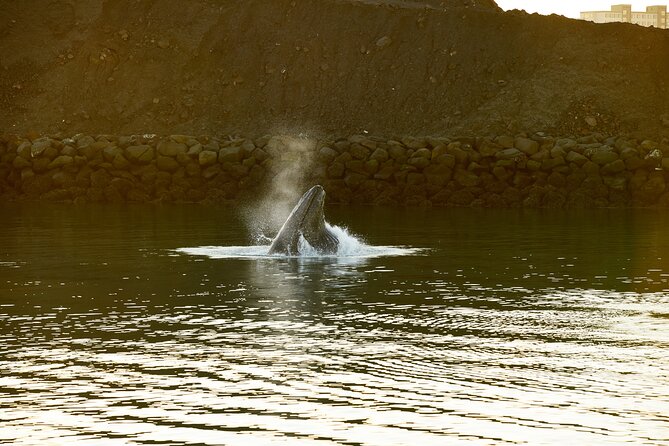 Whale Watching Cruise on a Yacht in Reykjavik - Yacht Departure Location and Information