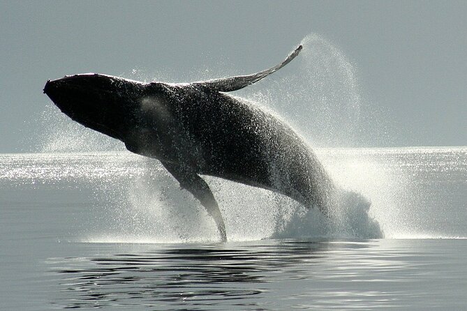 Whale Watching Cruise With Expert Naturalists - Directions and Contact Information