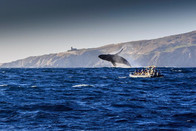 Whale Watching Dinner Cruise in Cabo San Lucas - Directions