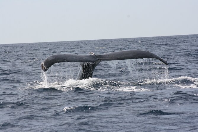 Whale Watching Group Tour in San Jose Del Cabo - Educational Commentary and Photography Opportunities