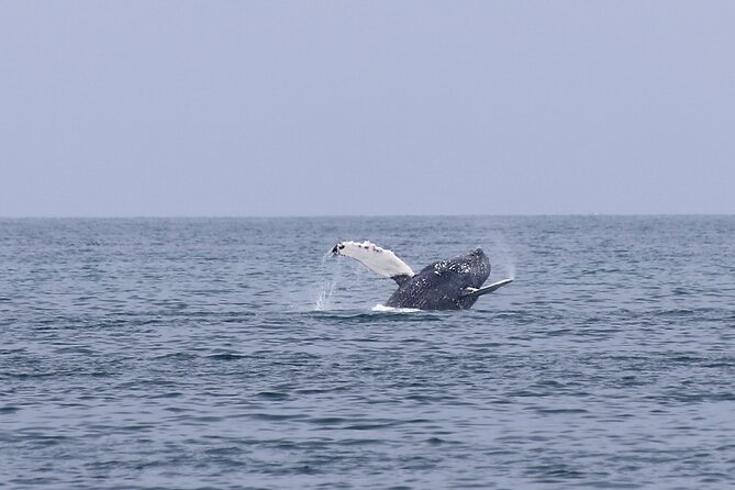 Whale Watching in Húsavík With Friends of Moby Dick - Safety Guidelines