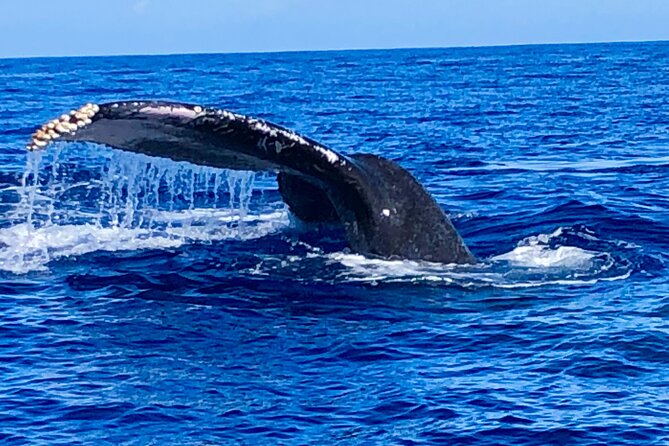 Whale Watching & Late Breakfast Cruise in Honolulu - Common questions