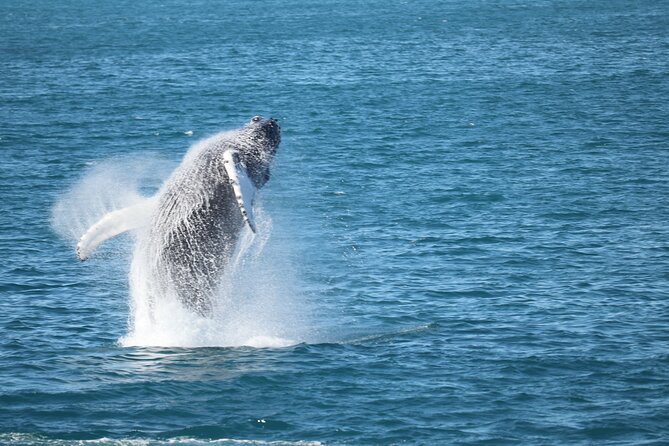 Whale Watching & Lava Tunnel With Transfer From Reykjavik - Safety Guidelines & Cancellation Policy