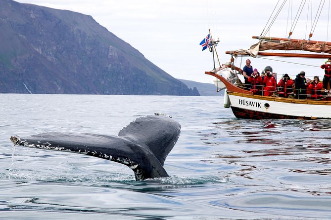 Whale Watching on a Traditional Oak Sailing Ship From Husavik - Booking Information