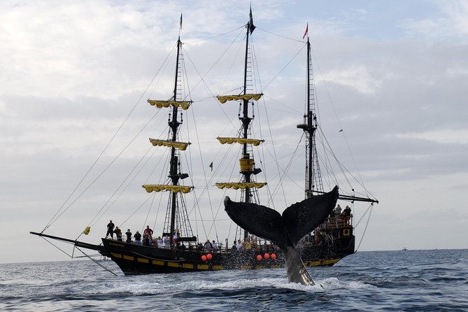 Whale-Watching Pirate Ship Cruise in Los Cabos - Booking and Pricing Information