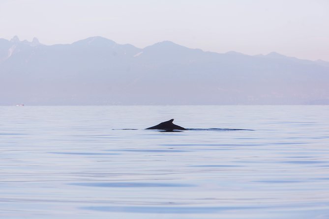 Whale-Watching Tour From Vancouver - Common questions