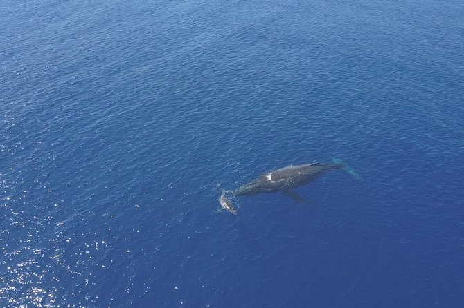 Whale Watching Tours in Bora Bora - Morning Pickups