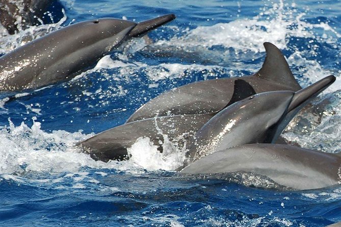 Whales and Dolphins Watching Mirissa - Additional Information