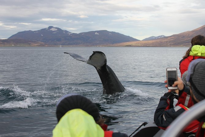 Whales, Eyjafjörður and Akureyri by RIB - Last Words