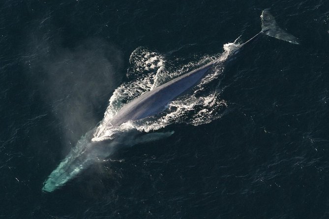 Whales Watching Mirissa - Additional Information and Resources