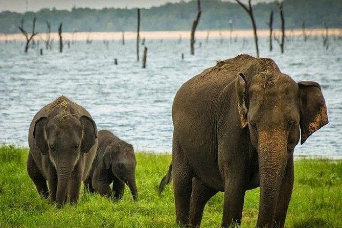 Wildlife Sri Lanka Tour 10 Days - Questions