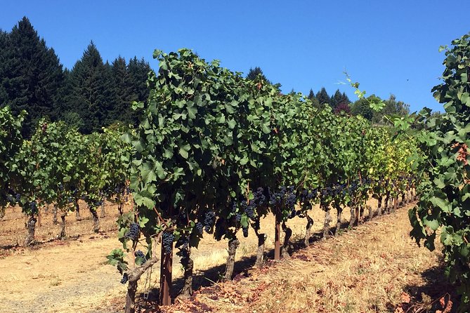 Willamette Valley Character Winery Tour - Customer Reviews and Ratings