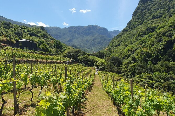 Wine Tasting Experience in Boaventura, Madeira North Coast - Traveler Reviews