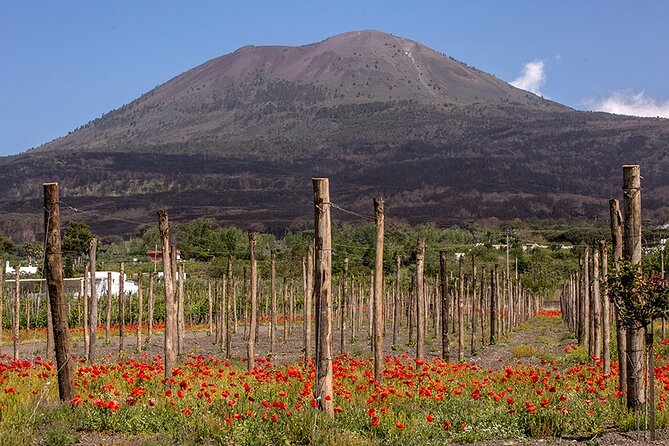 Wine Tasting on the Slopes of Vesuvius From Naples With Lunch - Customer Feedback Insights