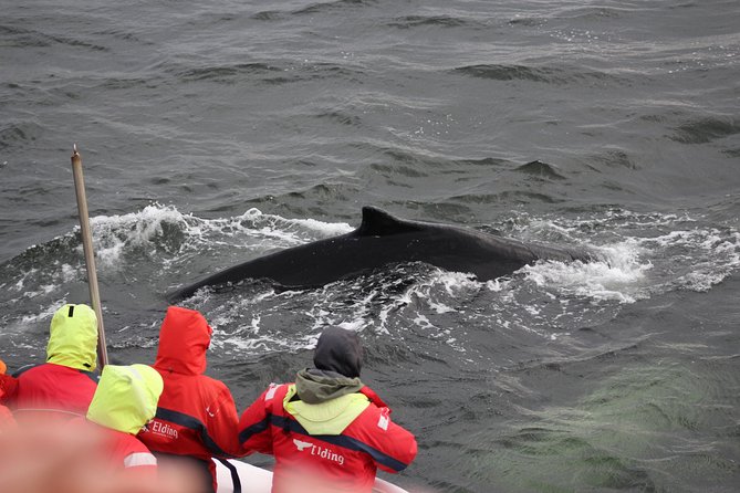 Winter Whale Watching & Northern Lights Cruise Combo From Reykjavik - Common questions