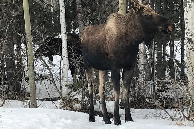 Winter - Wildlife & Turnagain Arm Tour - Last Words