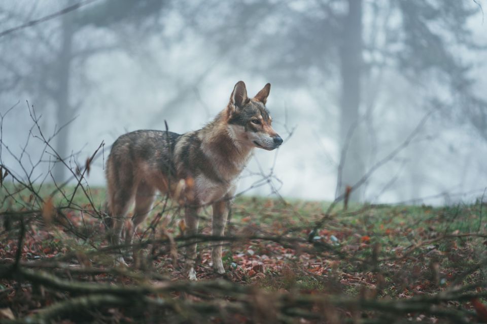 Wolf and Wildlife Tracking in Sweden - Directions