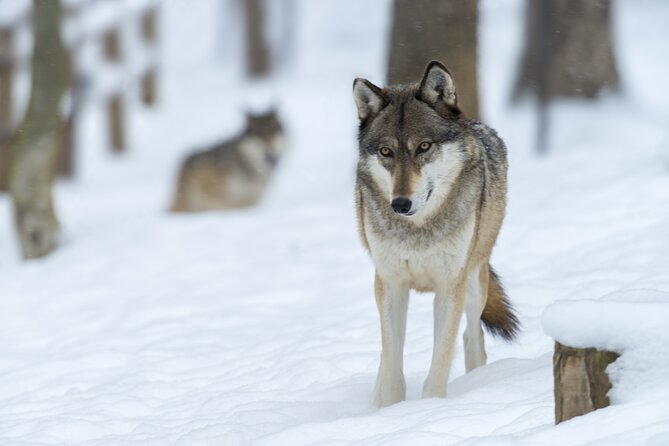 Wolf and Wildlife Tracking in Sweden - Last Words