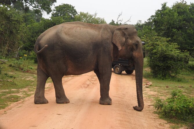 Yala National Park Special Leopard Safari Tour - Booking Process