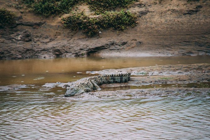 Yala Safari From Hambantota Port (Shore Excursion) by BTM - Animal Sightings and Experience